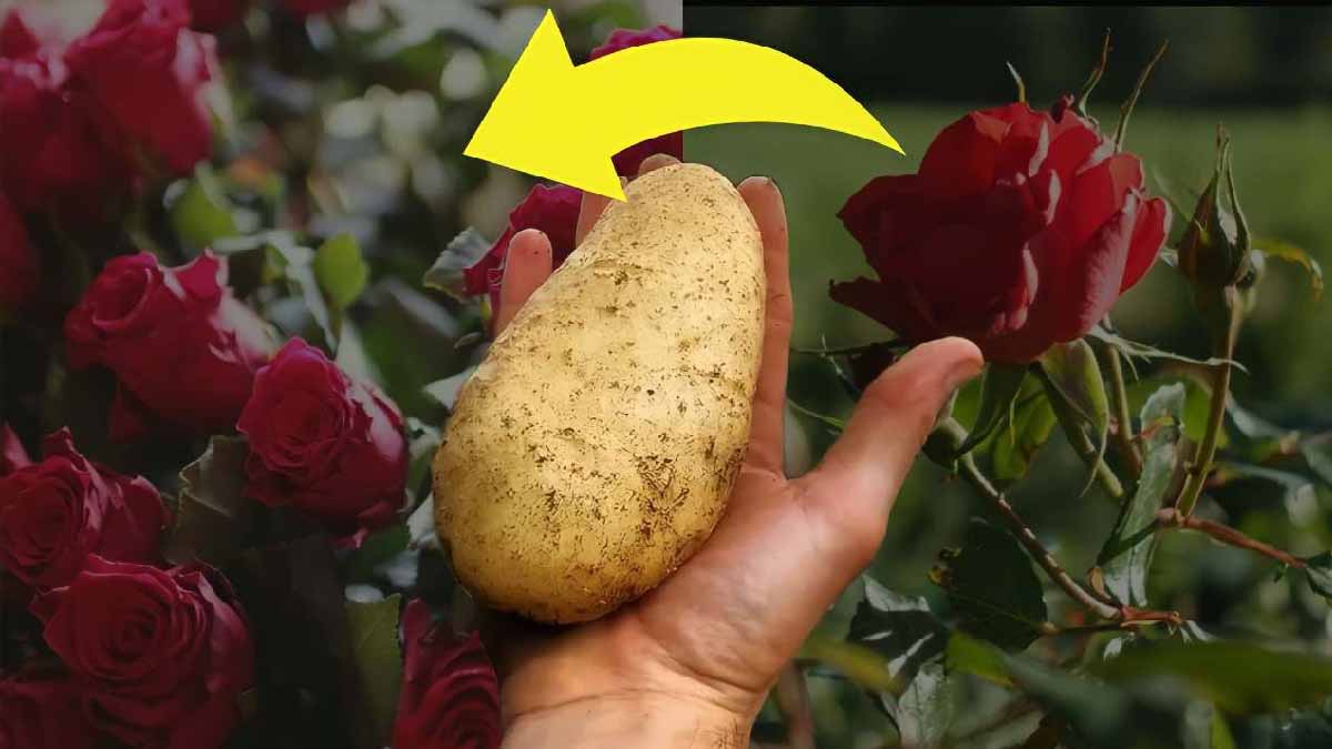 Multipliez votre rosier à l’infini avec la méthode de la pomme de terre
