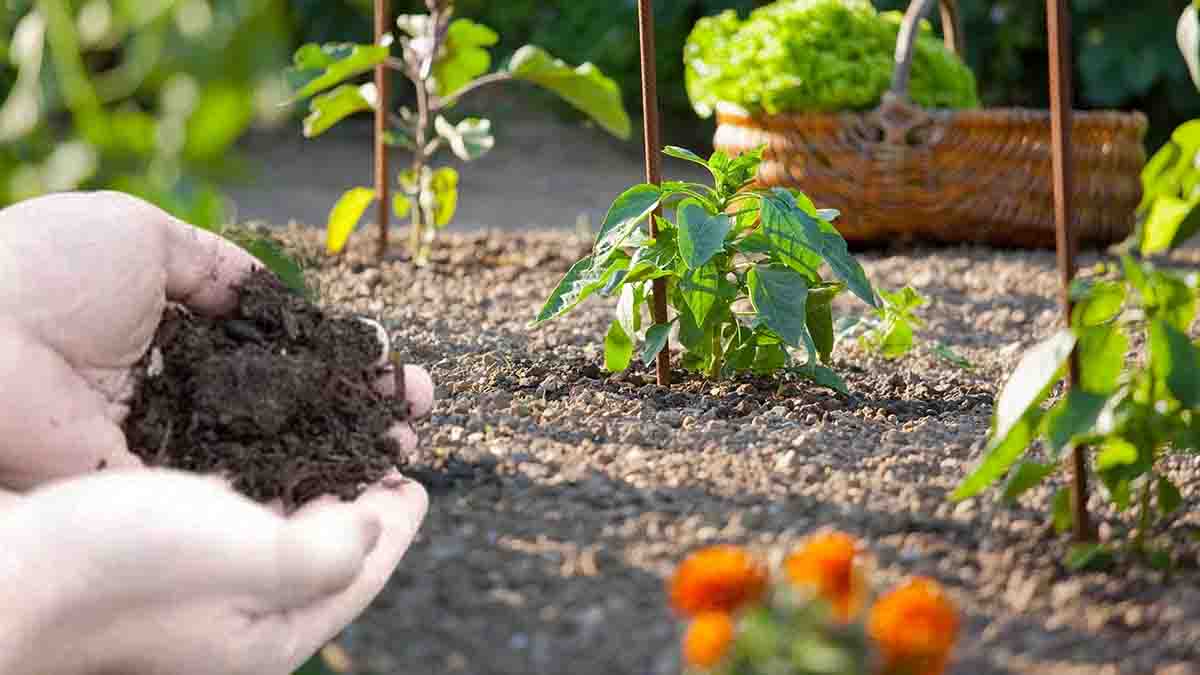 cendre de bois pour le jardin