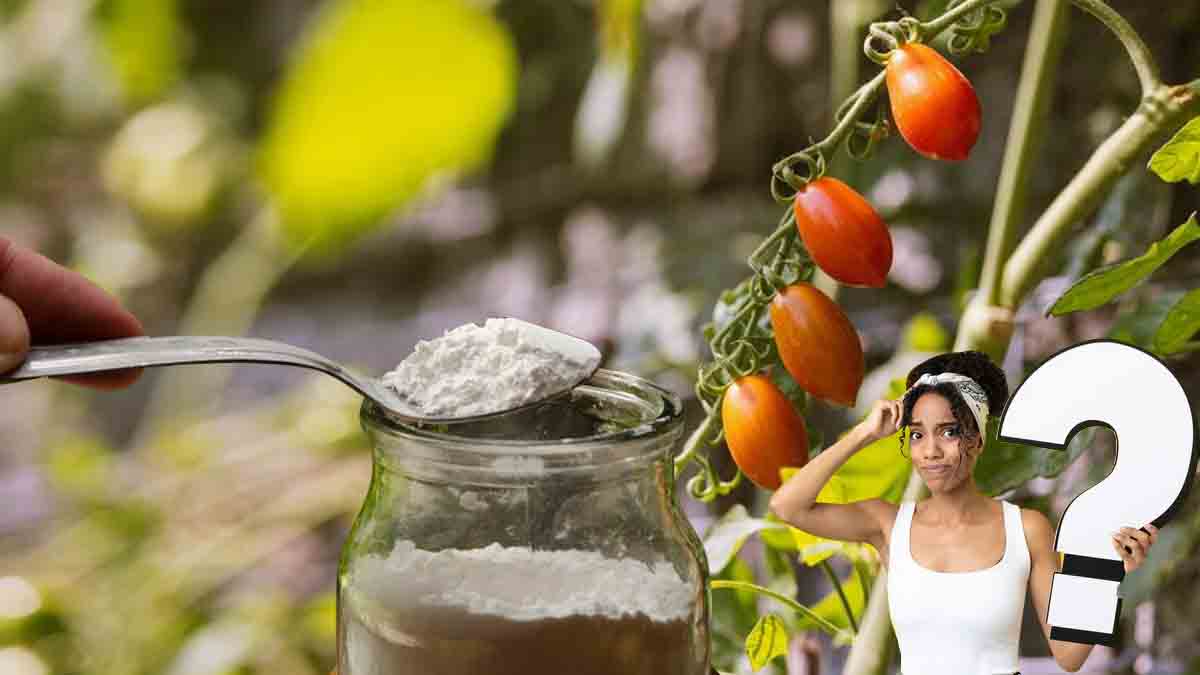 Comment prendre soin des tomates avec du bicarbonate de soude